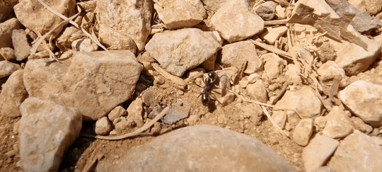 Cataglyphis cursor — worker photo 154