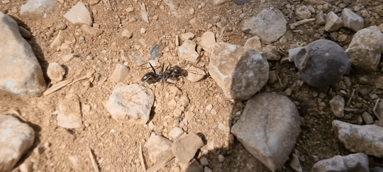 Cataglyphis cursor photo 155