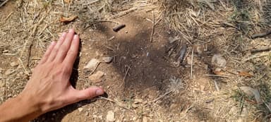 Cataglyphis cursor — worker photo 156