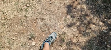 Cataglyphis cursor — worker photo 157