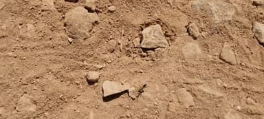 Cataglyphis cursor — worker photo 158