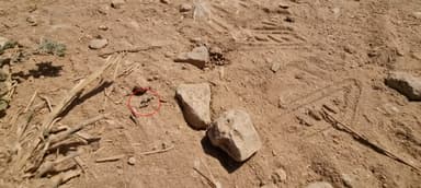 Cataglyphis cursor — worker photo 159