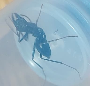 Cataglyphis cursor photo 161