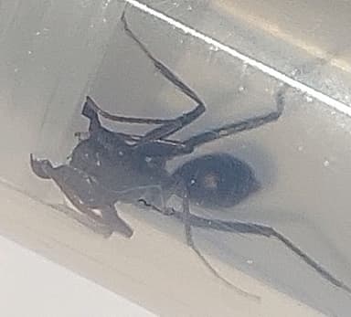 Cataglyphis cursor photo 162