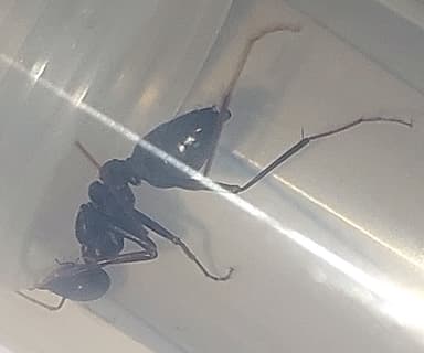 Cataglyphis cursor photo 163