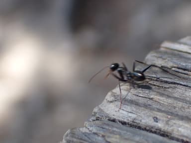 Cataglyphis cursor photo 166