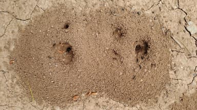 Cataglyphis cursor photo 167