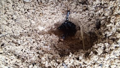 Cataglyphis cursor photo 168