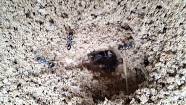 Cataglyphis cursor photo 169