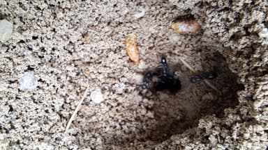 Cataglyphis cursor photo 170