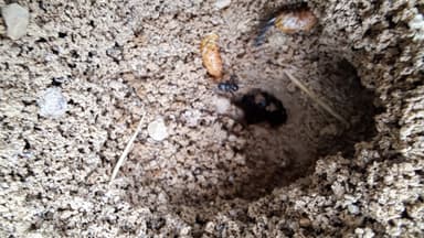 Cataglyphis cursor photo 171