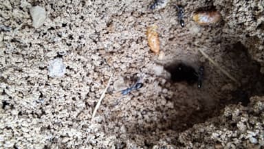 Cataglyphis cursor photo 172