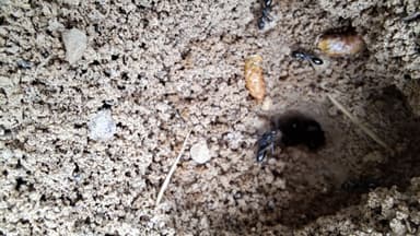 Cataglyphis cursor photo 173
