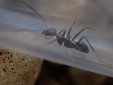 Cataglyphis cursor photo 174