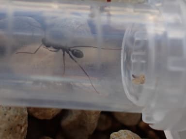 Cataglyphis cursor photo 175