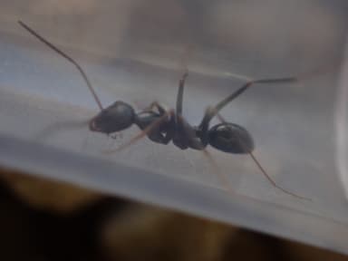Cataglyphis cursor photo 178