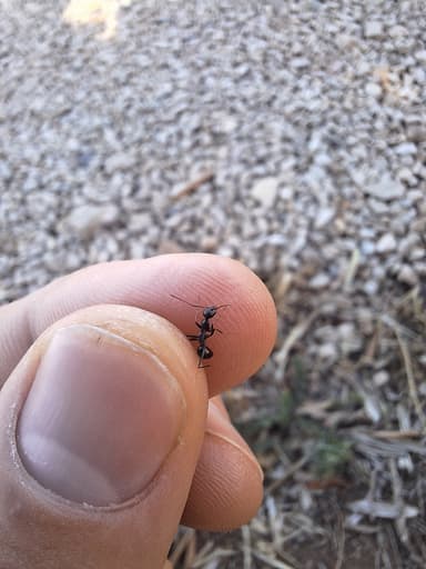 Cataglyphis cursor photo 179