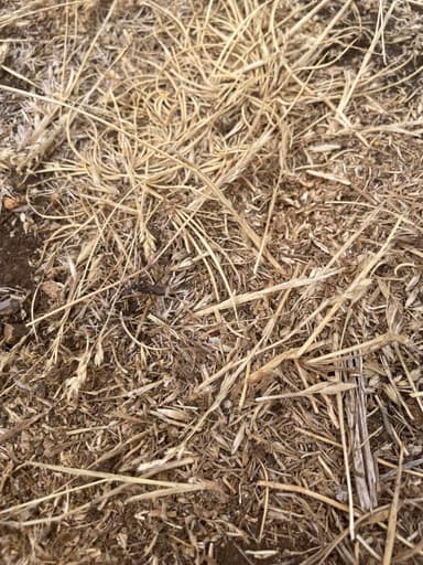 Cataglyphis cursor photo 181