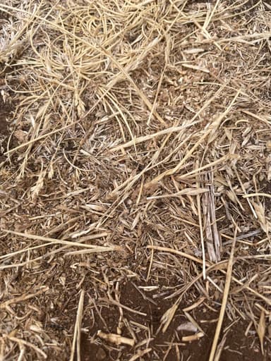 Cataglyphis cursor photo 182