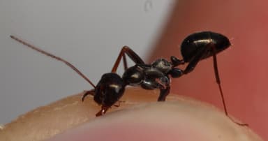 Cataglyphis cursor photo 184