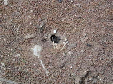 Cataglyphis cursor photo 185