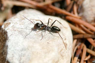 Cataglyphis cursor photo 186