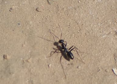 Cataglyphis cursor photo 187