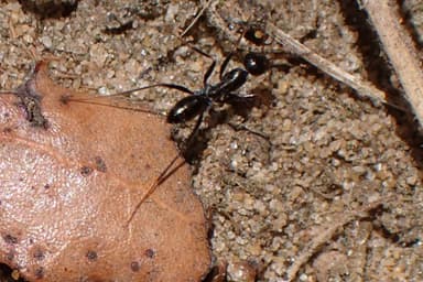 Cataglyphis cursor photo 188