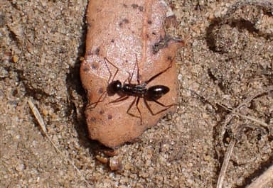 Cataglyphis cursor photo 189