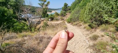 Cataglyphis cursor — worker photo 191