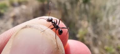Cataglyphis cursor — worker photo 192