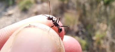 Cataglyphis cursor — worker photo 193