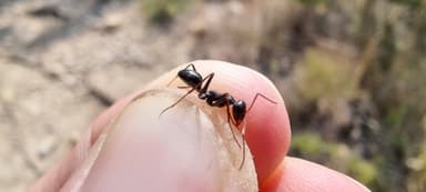 Cataglyphis cursor — worker photo 194