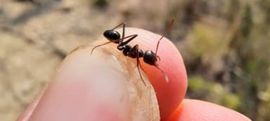 Cataglyphis cursor — worker photo 195