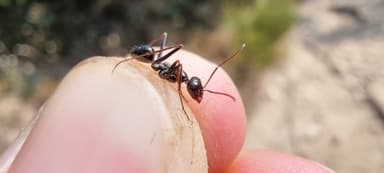 Cataglyphis cursor — worker photo 196