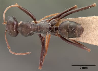 Cataglyphis cursor — queen photo 1
