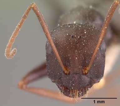 Cataglyphis cursor — queen photo 2