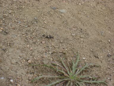 Cataglyphis hispanica photo 1