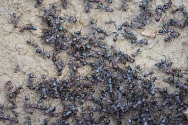 Cataglyphis hispanica photo 6