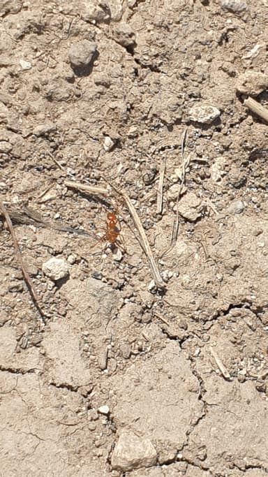 Cataglyphis livida photo 11