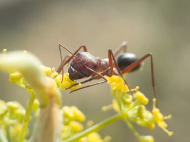 Cataglyphis nodus photo 24