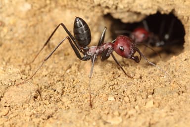 Cataglyphis nodus photo 27