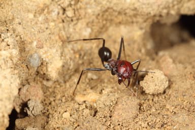 Cataglyphis nodus photo 28