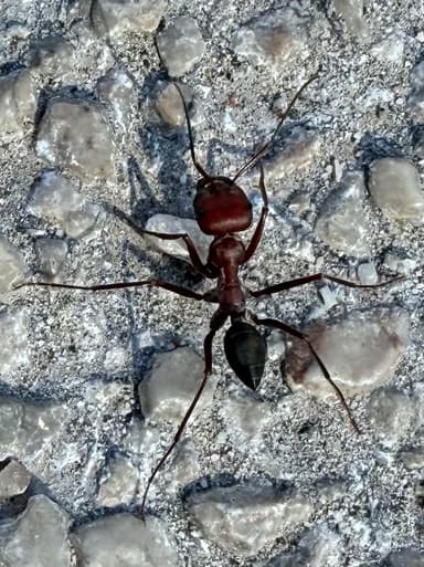 Cataglyphis nodus photo 31