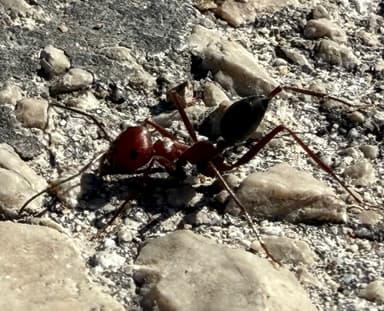 Cataglyphis nodus photo 34