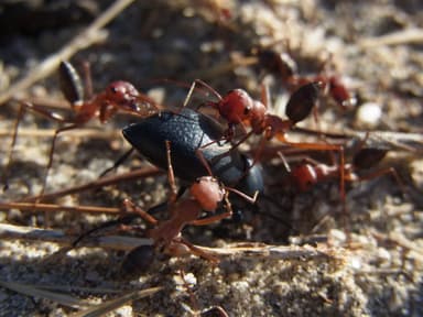 Cataglyphis nodus photo 14