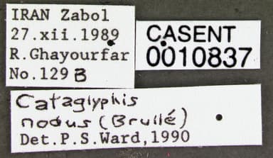 Cataglyphis nodus photo 15