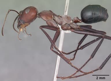 Cataglyphis nodus — queen photo 17