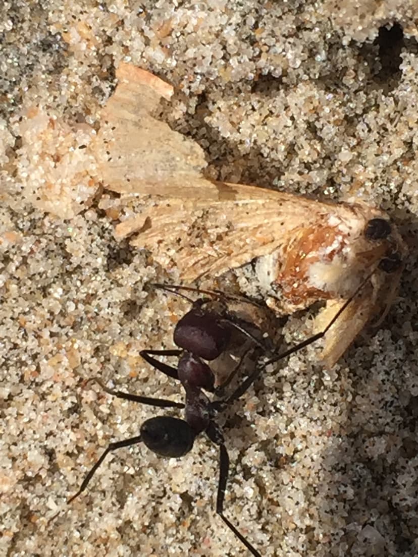 Cataglyphis savignyi photo 1