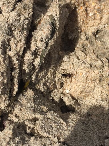 Cataglyphis savignyi photo 8